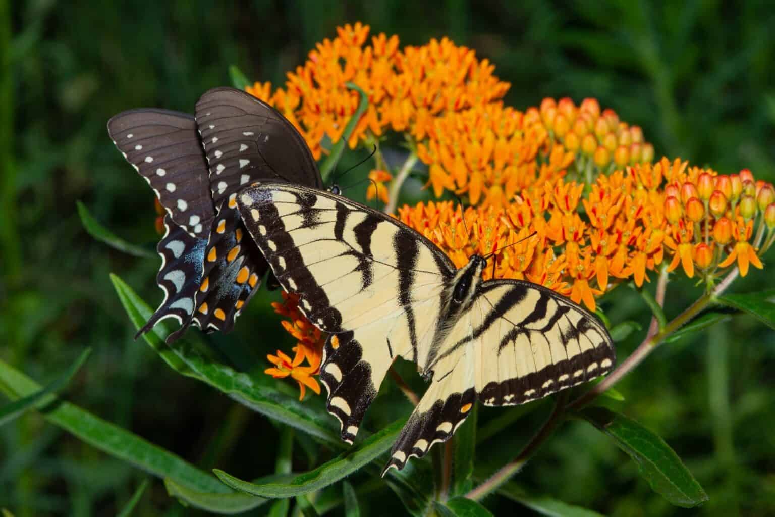 NABA - North American Butterfly Association