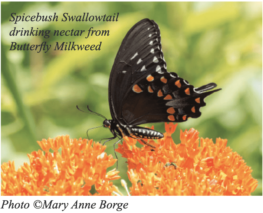 Spicebush Swallowtail drinking nectar from Butterfly Milkweed flowers, photographed by Mary Anne Borge.