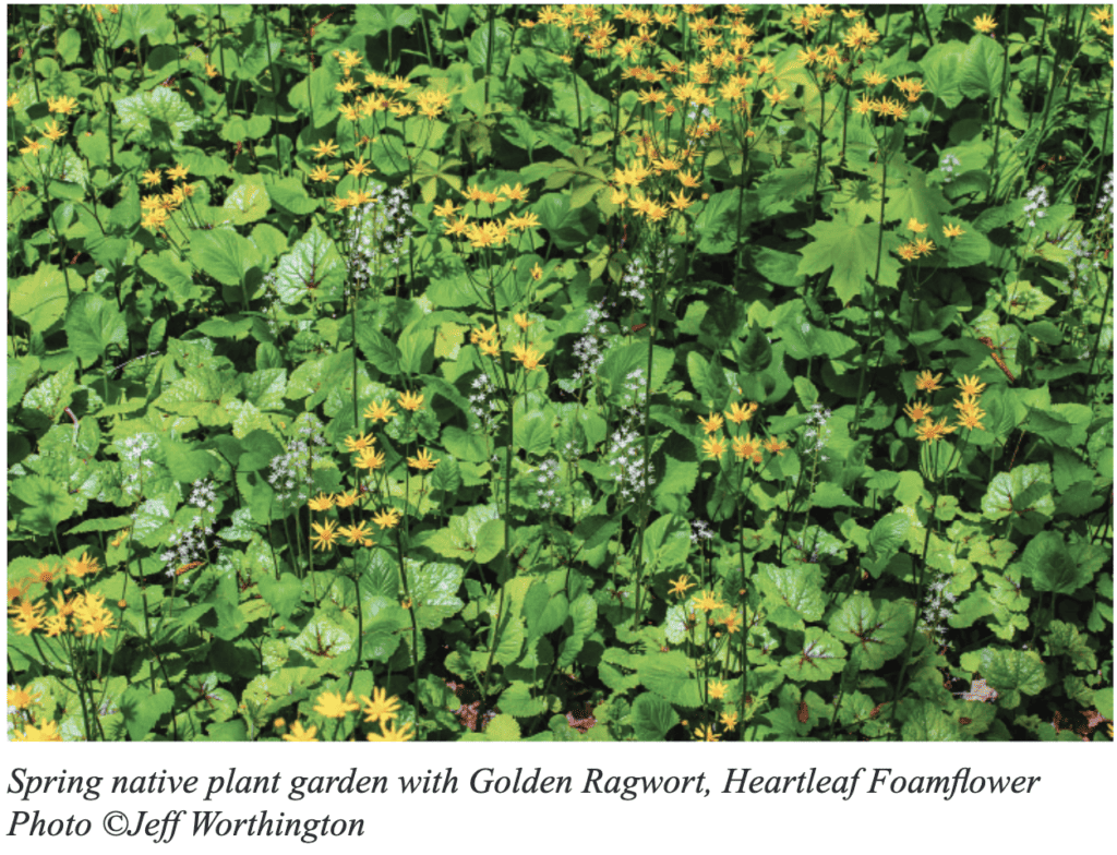 Spring native plant garden with Golden Ragwort and Heartleaf Foamflower, photographed by Jeff Worthington.
