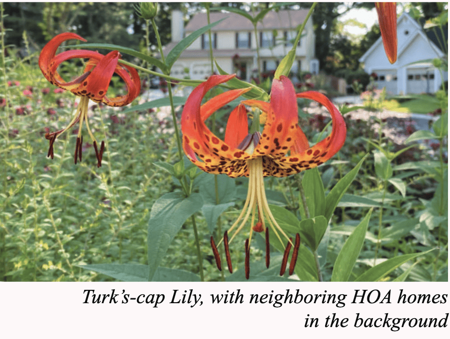 Turk's-cap Lily, with neighboring HOA homes in the background.