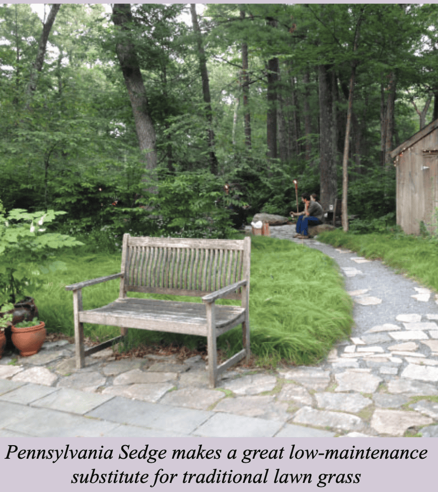Pennsylvania Sedge makes a great low-maintenance substitute for traditional lawn grass. Picture of a backyard area with a bench and shed with a forest in the background.