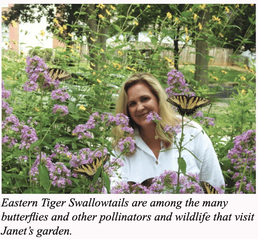 Eastern Tiger Swallowtails are among the many butterflies and other pollinators and wildlife that visit Janet's garden. A woman stands just behind some flowers with Eastern Tiger Swallowtails on them.